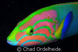 A Beautiful Wrasse that was buzzing my camera. After mult... by Chad Ordelheide 